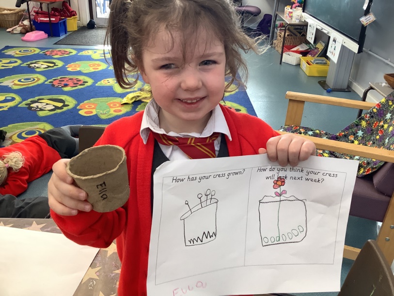 Finally, we drew pictures of our cress and made predictions.