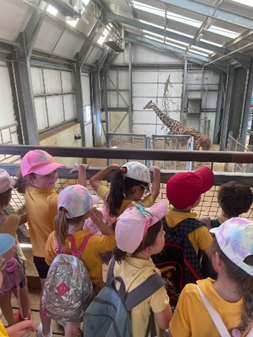Visiting the giraffe enclosure 
