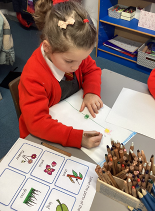 Reception child drawing different parts of a plant
