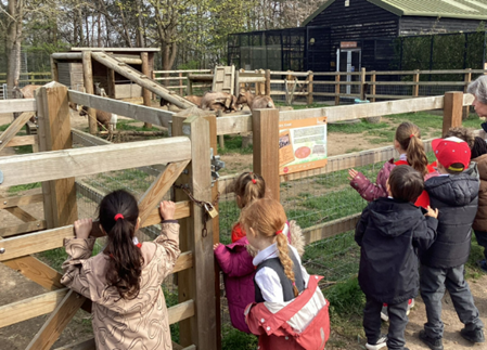 Looking at animals in the mini zoo 