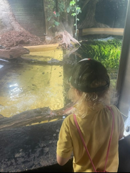 Seeing crocodiles in the Butterfly house